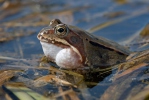 Grasfrosch