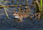 Grasfrosch