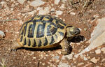 Griechische Landschildkröte