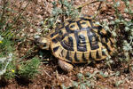 Griechische Landschildkröte