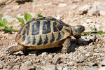 Griechische Landschildkröte