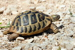 Griechische Landschildkröte