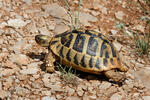 Griechische Landschildkröte