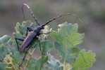 Großer Eichenbock