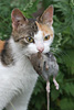 Hauskatze