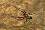 Höhlenradnetzspinne