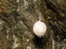 Höhlenradnetzspinne