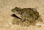 Iberischer Wasserfrosch