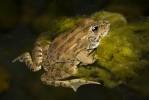 Iberischer Wasserfrosch