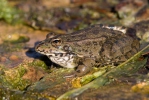 Iberischer Wasserfrosch