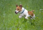 Jack Russell Terrier