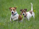 Jack Russell Terrier