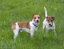 Jack Russell Terrier