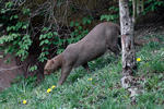 Jaguarundi