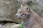 Kanadische Luchs