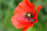 Klatsch Mohn