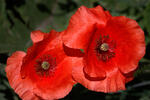 Klatsch Mohn