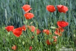 Klatsch Mohn