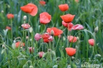 Klatsch Mohn