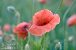 Klatsch Mohn