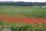 Klatsch Mohn