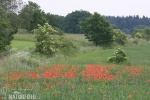 Klatsch Mohn