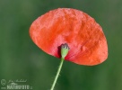 Klatsch Mohn