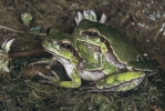 Kleinasiatischer Laubfrosch