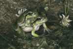 Kleinasiatischer Laubfrosch