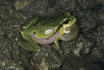 Kleinasiatischer Laubfrosch