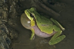 Kleinasiatischer Laubfrosch