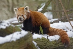 Kleiner Roter Panda, Katzenbär, Bärenkatze