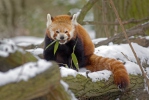 Kleiner Roter Panda, Katzenbär, Bärenkatze