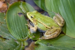 Kleiner Wasserfrosch