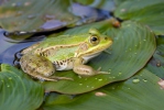 Kleiner Wasserfrosch