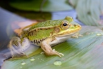 Kleiner Wasserfrosch