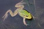 Kleiner Wasserfrosch