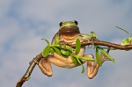 Laubfrosch