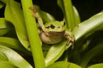 Laubfrosch