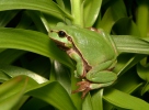 Laubfrosch