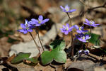 Leberblümchen