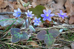 Leberblümchen