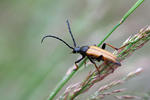 Longhorn Beetle