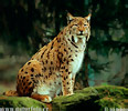 Luchs