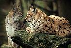 Luchs