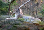 Luchs