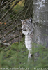 Luchs