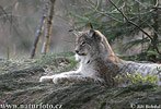 Luchs