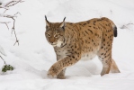 Luchs