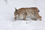 Luchs